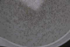 ��(y��u)�|(zh��)�r�磨P5��